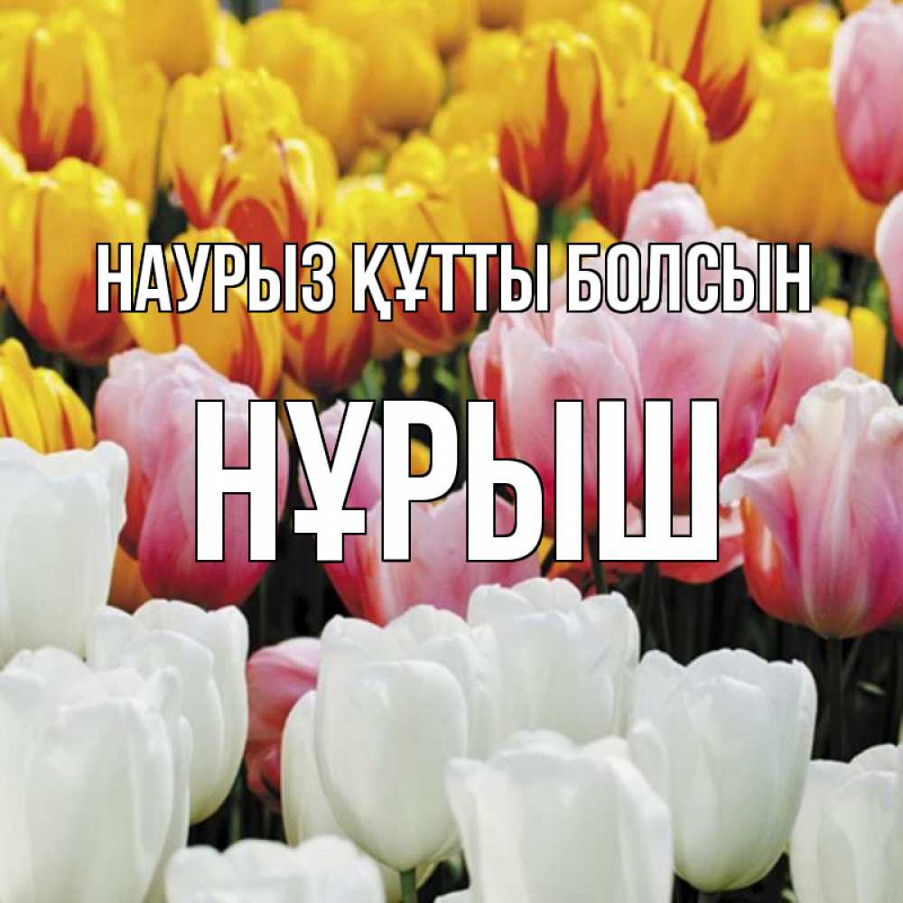 Күн сайын ашық хат с именем, Нұрыш Наурыз құтты болсын разноцветные цветы Онлайн тегін жүктеп алу тілектері бар керемет карта 