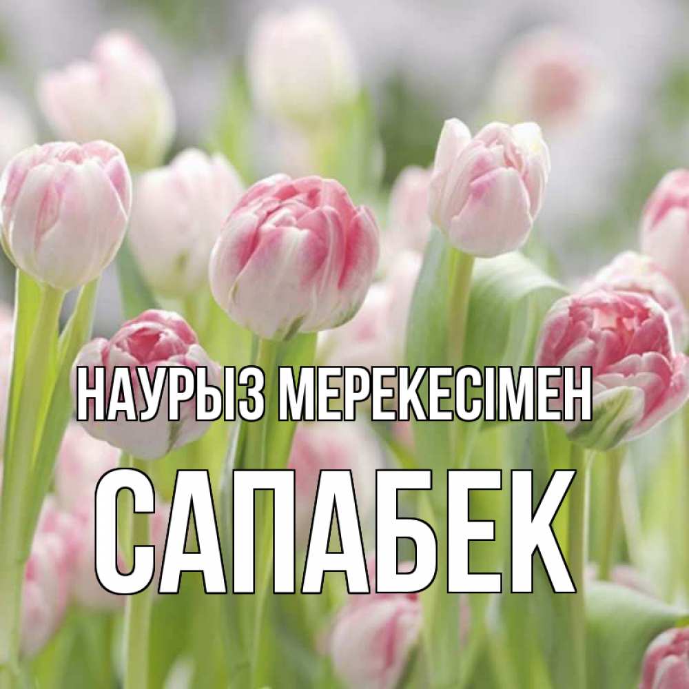 Күн сайын ашық хат с именем, САПАБЕК Наурыз мерекесімен цветы Онлайн тегін жүктеп алу тілектері бар керемет карта 
