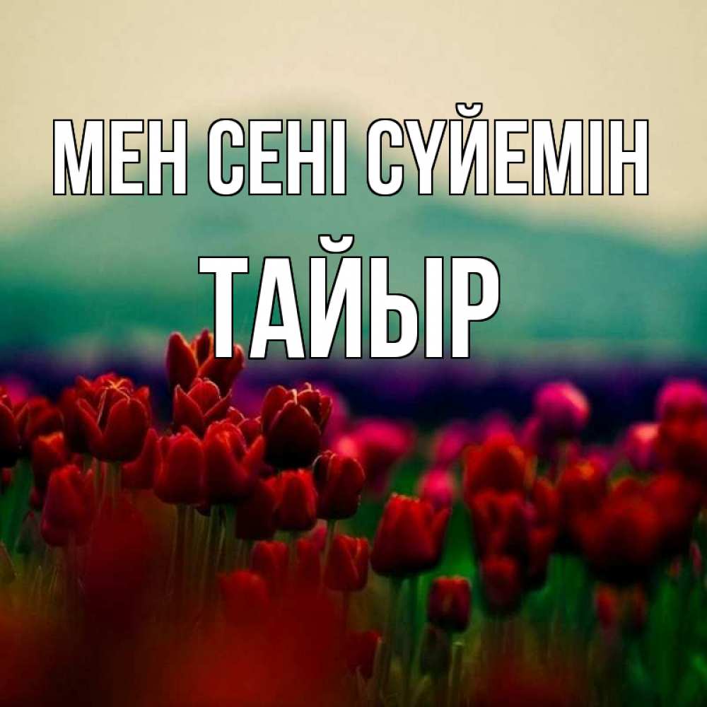 Күн сайын ашық хат с именем, ТАЙЫР Мен сені сүйемін тюльпаны 4 Онлайн тегін жүктеп алу тілектері бар керемет карта 