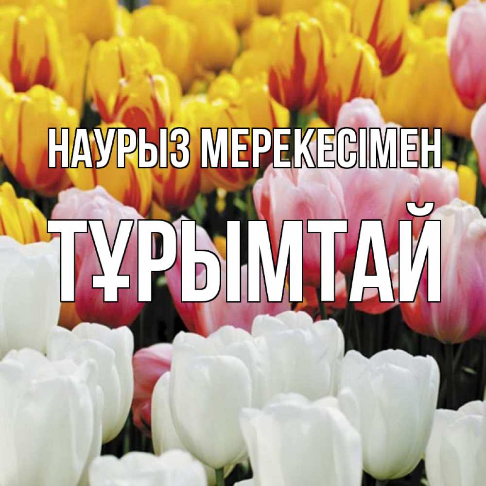 Күн сайын ашық хат с именем, ТҰРЫМТАЙ Наурыз мерекесімен разноцветные цветы Онлайн тегін жүктеп алу тілектері бар керемет карта 