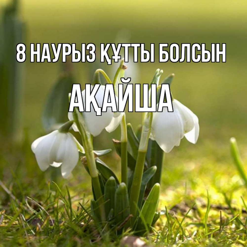 Күн сайын ашық хат с именем, АҚАЙША 8 наурыз құтты болсын ранние цветы 2 Онлайн тегін жүктеп алу тілектері бар керемет карта 