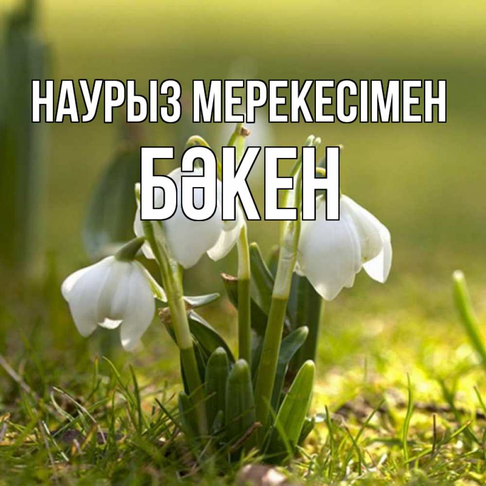 Күн сайын ашық хат с именем, Бәкен Наурыз мерекесімен ранние цветы 2 Онлайн тегін жүктеп алу тілектері бар керемет карта 