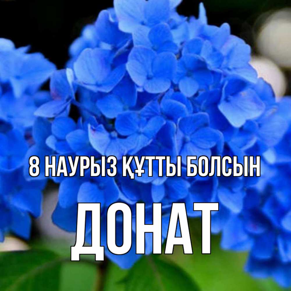 Күн сайын ашық хат с именем, Донат 8 наурыз құтты болсын синие цветы Онлайн тегін жүктеп алу тілектері бар керемет карта 