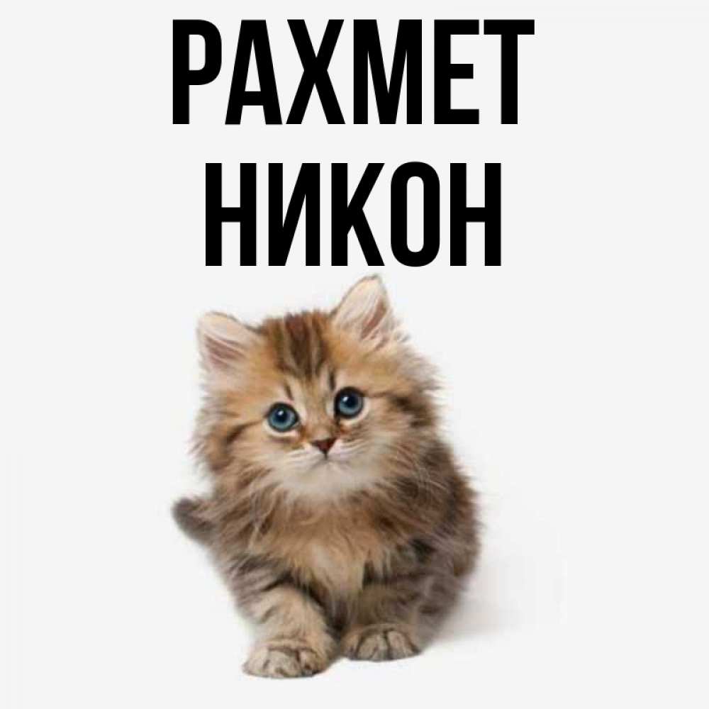 Күн сайын ашық хат с именем, Никон рахмет пушистый котик Онлайн тегін жүктеп алу тілектері бар керемет карта 