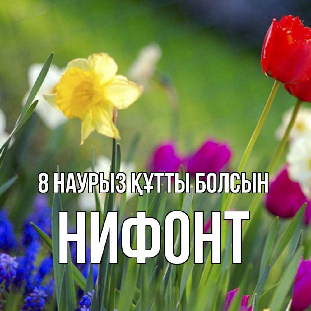 Күн сайын ашық хат с именем, Нифонт 8 наурыз құтты болсын международный женский день 3 Онлайн тегін жүктеп алу тілектері бар керемет карта 