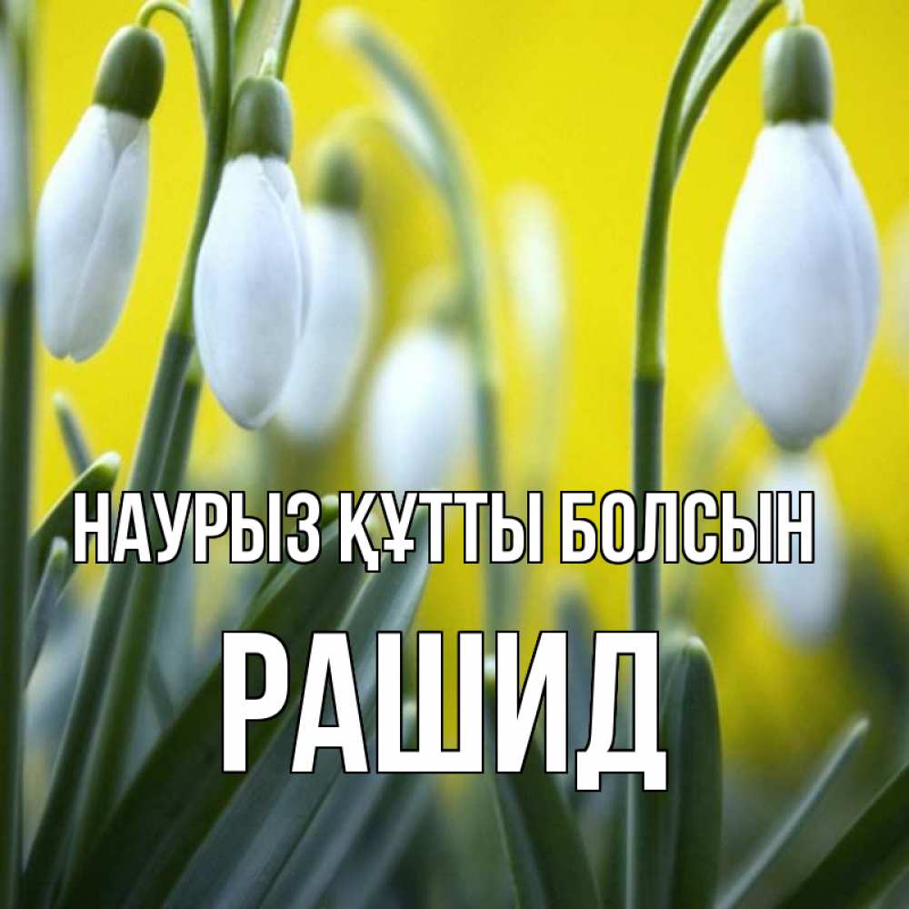 Күн сайын ашық хат с именем, Рашид Наурыз құтты болсын весенние цветы Онлайн тегін жүктеп алу тілектері бар керемет карта 