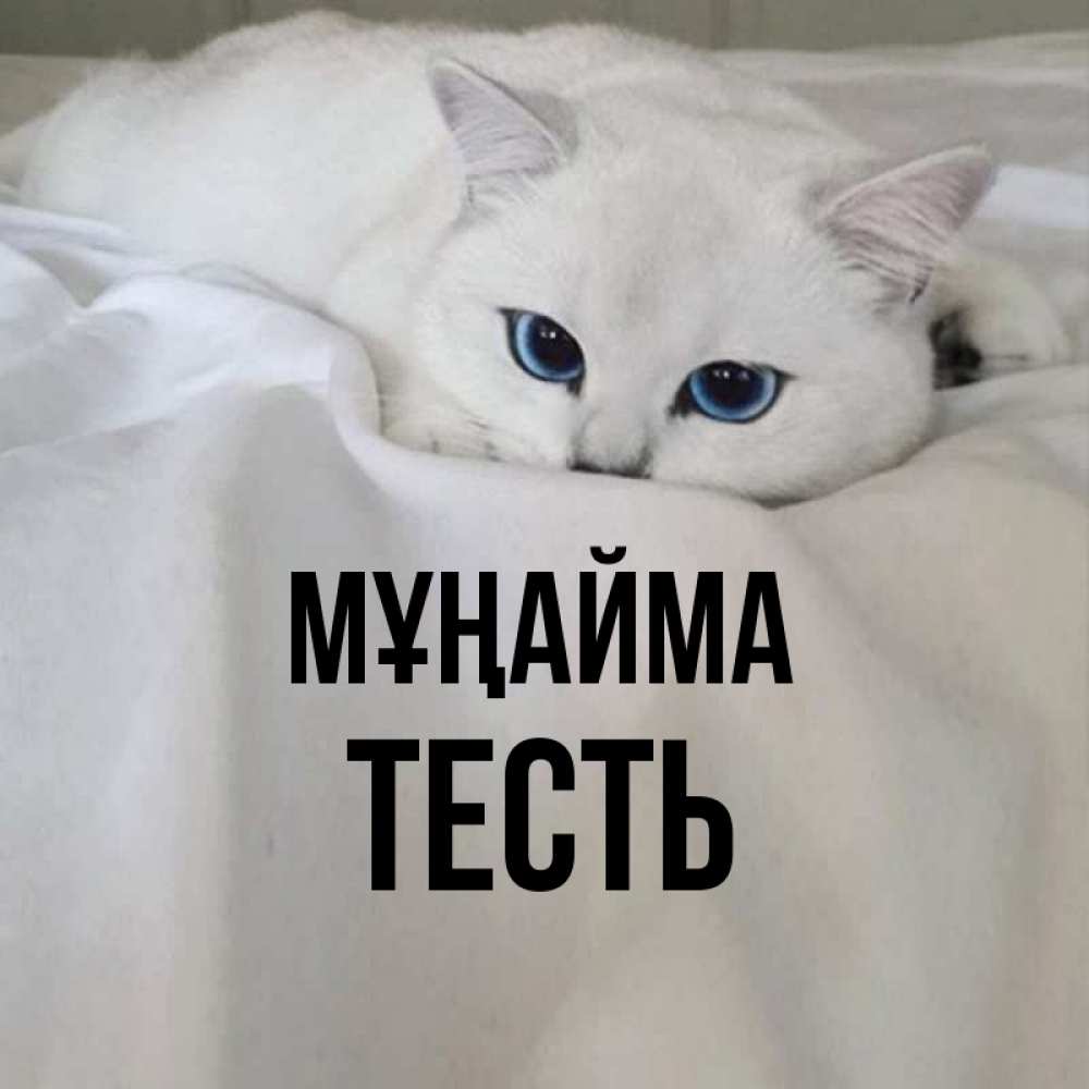 Күн сайын ашық хат с именем, Тесть Мұңайма Голубоглазая кошка Онлайн тегін жүктеп алу тілектері бар керемет карта 