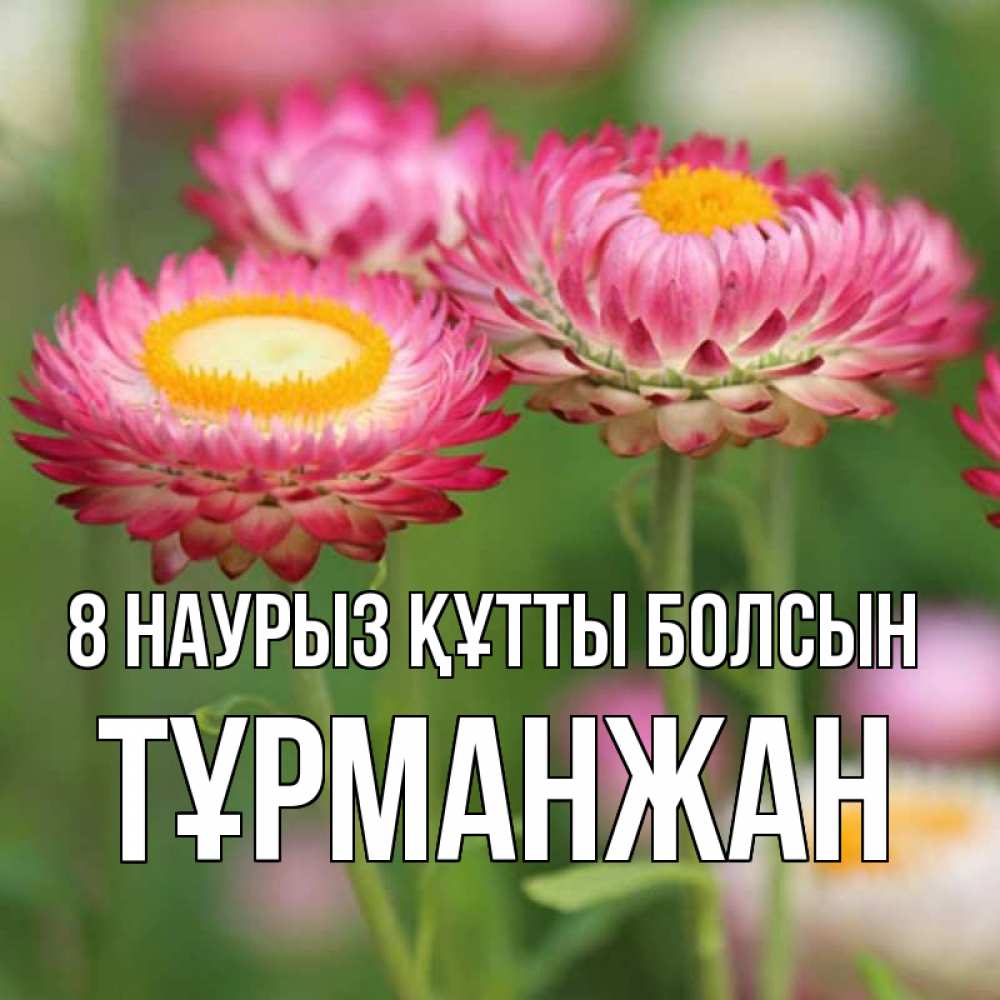 Күн сайын ашық хат с именем, ТҰРМАНЖАН 8 наурыз құтты болсын подарок на международный женский день Онлайн тегін жүктеп алу тілектері бар керемет карта 