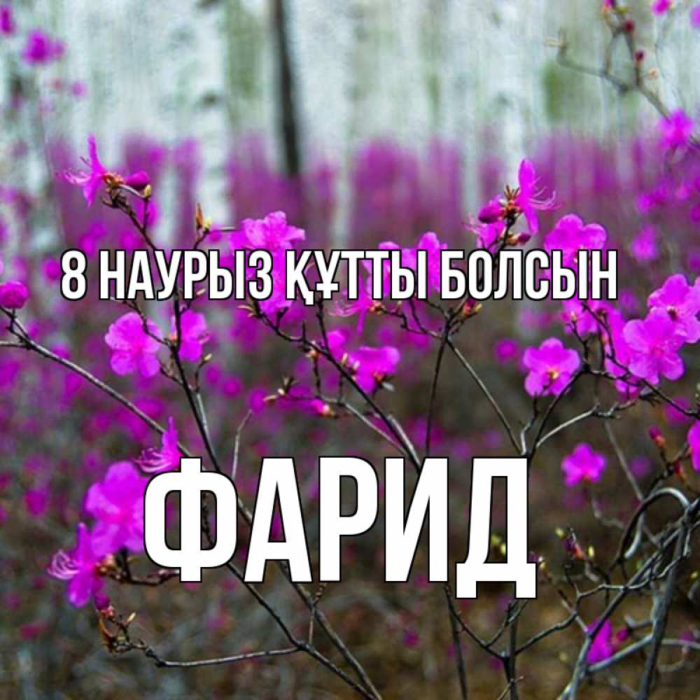 Күн сайын ашық хат с именем, ФАРИД 8 наурыз құтты болсын дикие цветы Онлайн тегін жүктеп алу тілектері бар керемет карта 