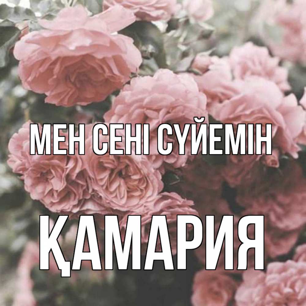 Күн сайын ашық хат с именем, ҚАМАРИЯ Мен сені сүйемін розы 3 Онлайн тегін жүктеп алу тілектері бар керемет карта 