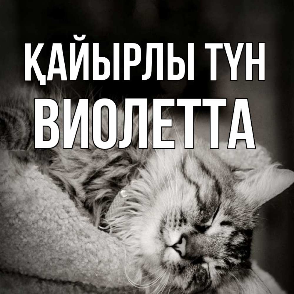 Күн сайын ашық хат с именем, Виолетта Қайырлы түн котярик пушистый Онлайн тегін жүктеп алу тілектері бар керемет карта 