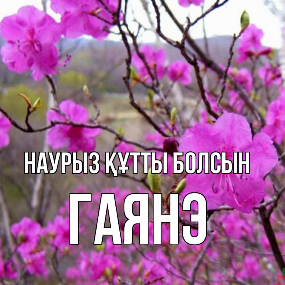 Күн сайын ашық хат с именем, Гаянэ Наурыз құтты болсын наурыз мейрамы кутты болсын Онлайн тегін жүктеп алу тілектері бар керемет карта 