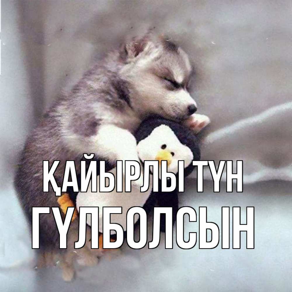Күн сайын ашық хат с именем, ГҮЛБОЛСЫН Қайырлы түн обнимашки щенка и пингвина Онлайн тегін жүктеп алу тілектері бар керемет карта 