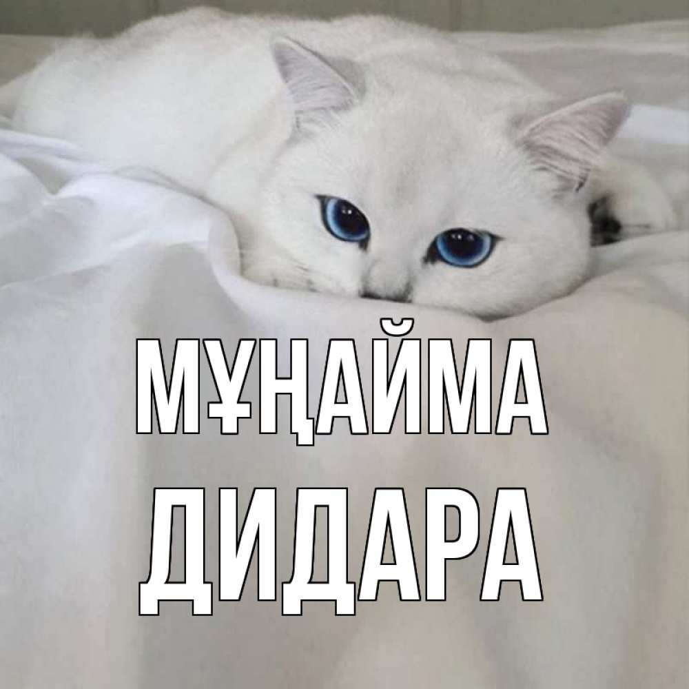 Күн сайын ашық хат с именем, ДИДАРА Мұңайма белый кот с голубыми глазами на белоснежной кровати Онлайн тегін жүктеп алу тілектері бар керемет карта 