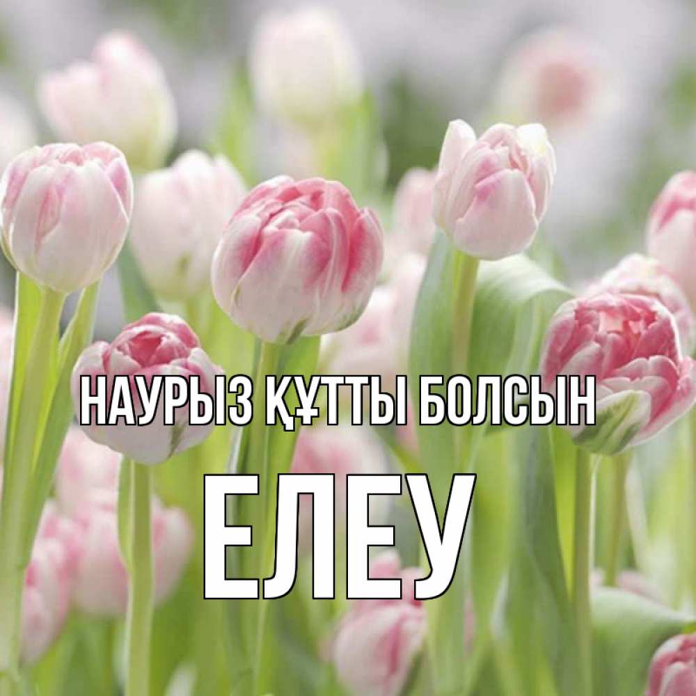 Күн сайын ашық хат с именем, Елеу Наурыз құтты болсын цветы Онлайн тегін жүктеп алу тілектері бар керемет карта 