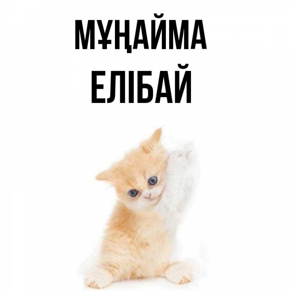 Күн сайын ашық хат с именем, Елібай Мұңайма просящий кот Онлайн тегін жүктеп алу тілектері бар керемет карта 