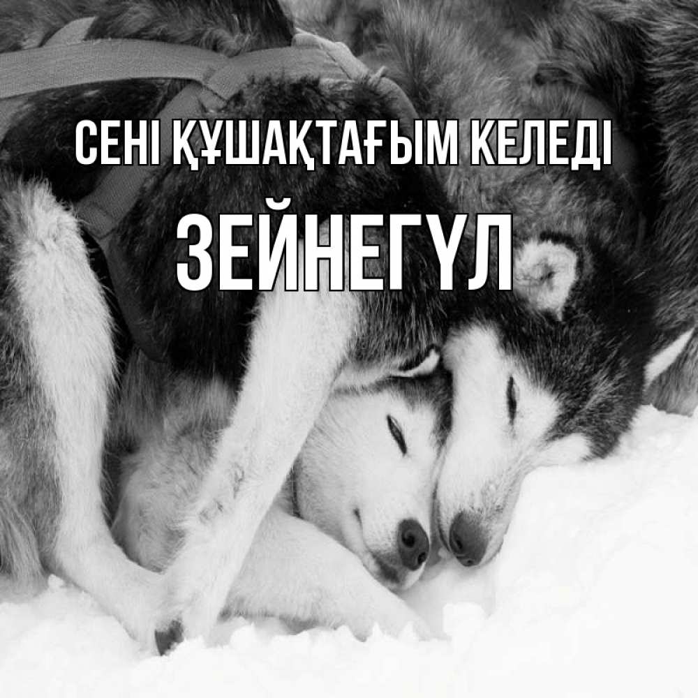 Күн сайын ашық хат с именем, ЗЕЙНЕГҮЛ сені құшақтағым келеді собачки в упряжке Онлайн тегін жүктеп алу тілектері бар керемет карта 