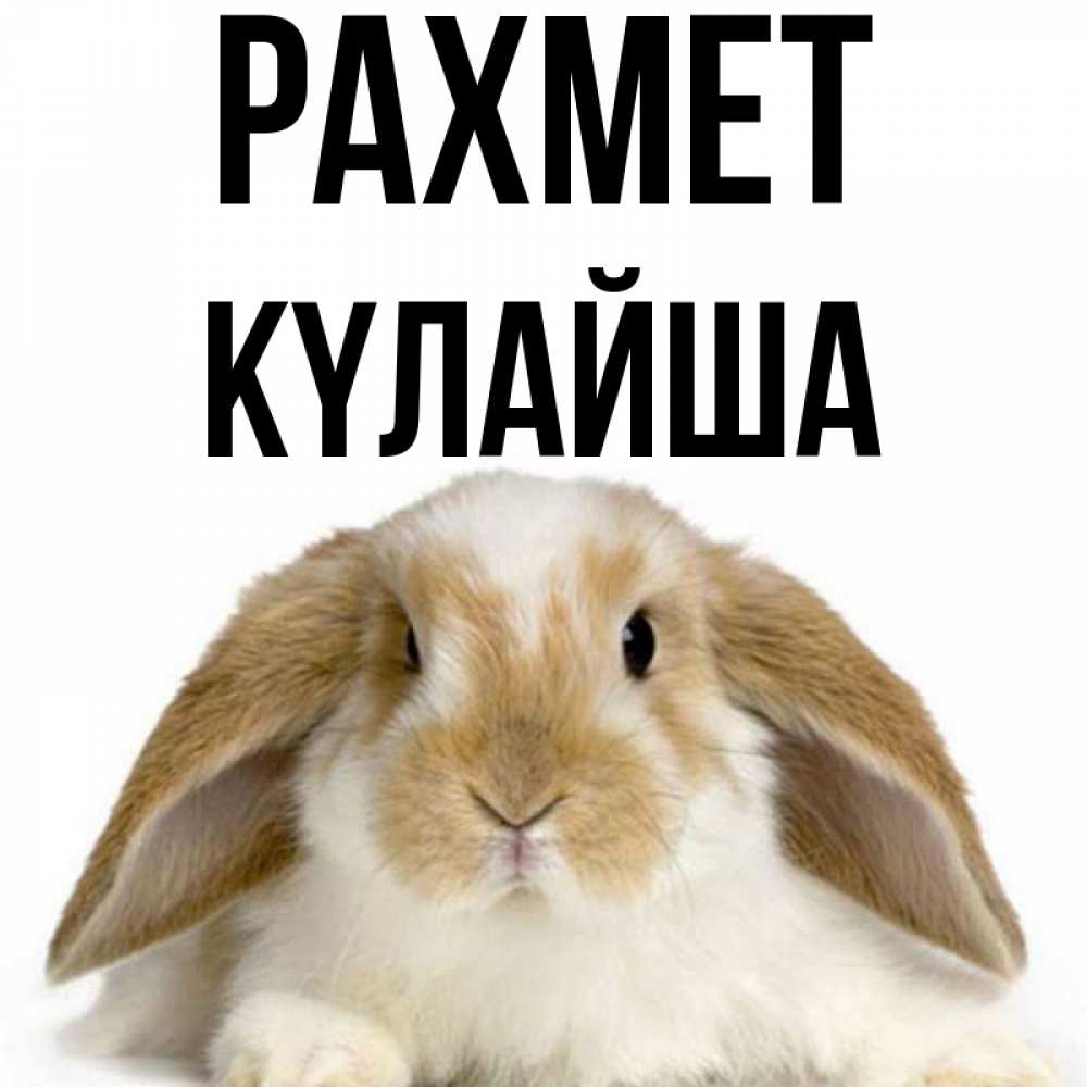 Күн сайын ашық хат с именем, КҮЛАЙША рахмет коричнево белый заяц Онлайн тегін жүктеп алу тілектері бар керемет карта 
