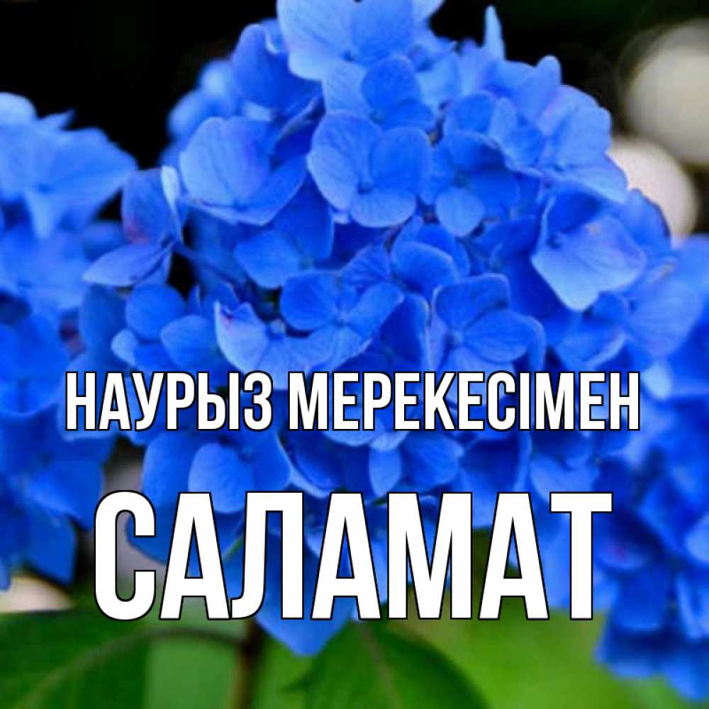Күн сайын ашық хат с именем, САЛАМАТ Наурыз мерекесімен синие цветы Онлайн тегін жүктеп алу тілектері бар керемет карта 