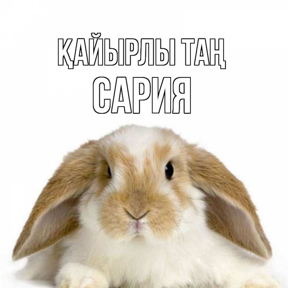 Күн сайын ашық хат с именем, САРИЯ Қайырлы таң прикольные открытки на каждый день Онлайн тегін жүктеп алу тілектері бар керемет карта 