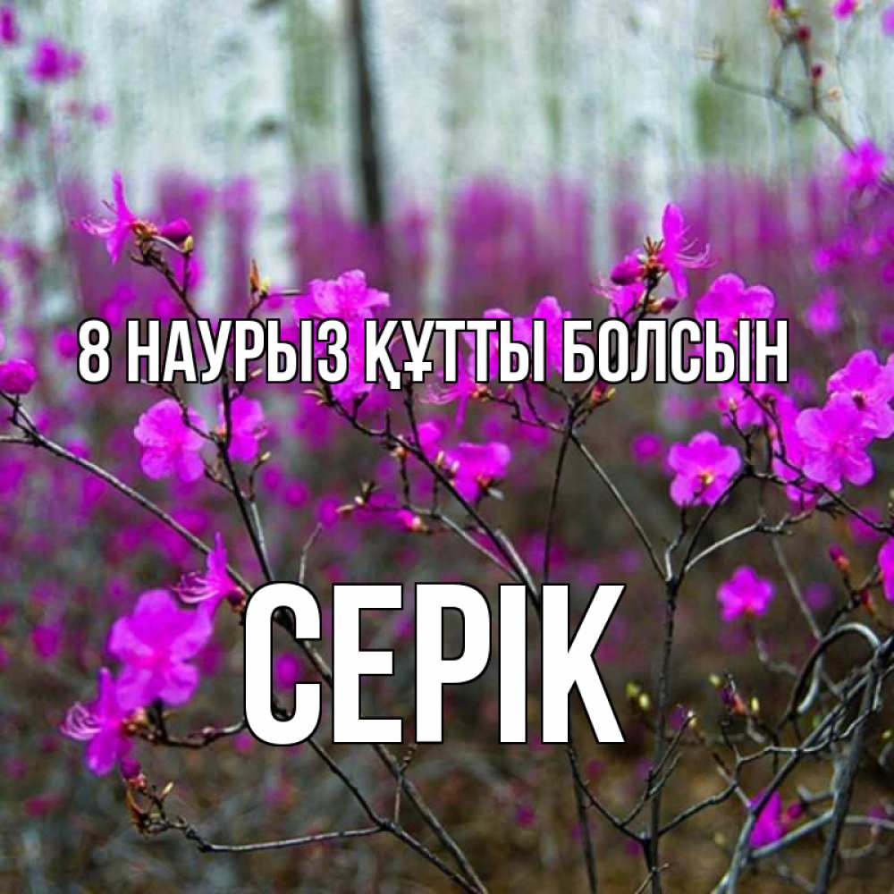 Күн сайын ашық хат с именем, СЕРІК 8 наурыз құтты болсын дикие цветы Онлайн тегін жүктеп алу тілектері бар керемет карта 