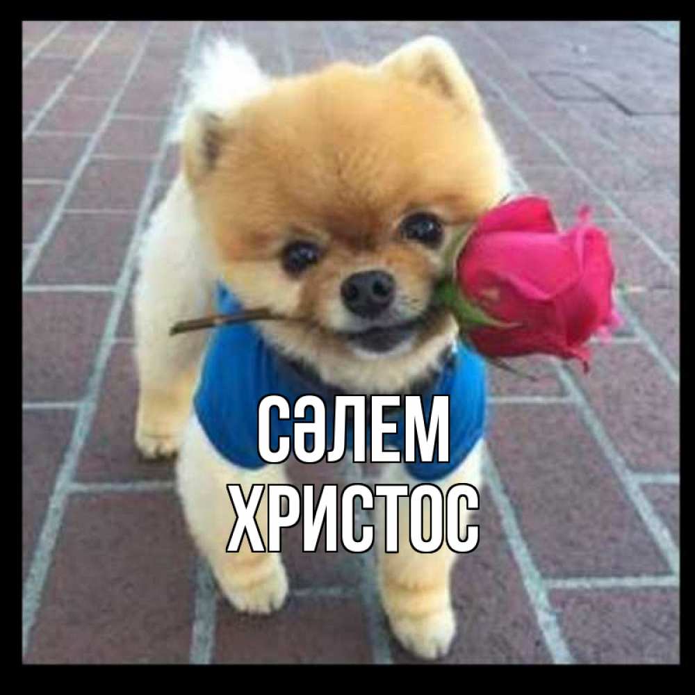 Күн сайын ашық хат с именем, Христос Сәлем роза в зубах у собаки Онлайн тегін жүктеп алу тілектері бар керемет карта 