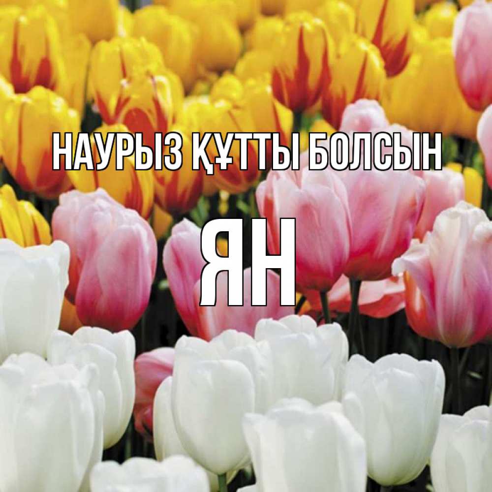 Күн сайын ашық хат с именем, Ян Наурыз құтты болсын разноцветные цветы Онлайн тегін жүктеп алу тілектері бар керемет карта 