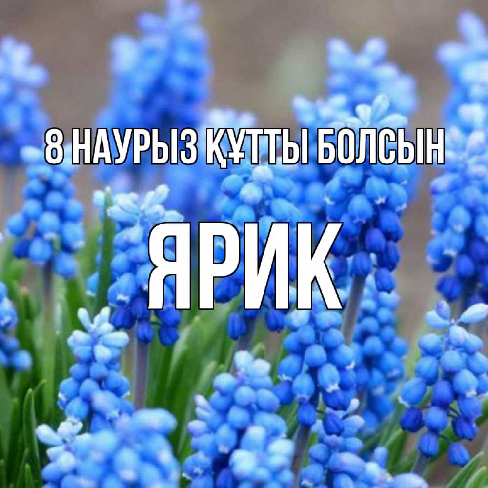 Күн сайын ашық хат с именем, Ярик 8 наурыз құтты болсын Поздравительная открытка для женщин с цветами на праздничную дату Онлайн тегін жүктеп алу тілектері бар керемет карта 