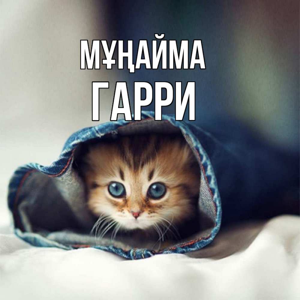Күн сайын ашық хат с именем, Гарри Мұңайма рыжик котик Онлайн тегін жүктеп алу тілектері бар керемет карта 