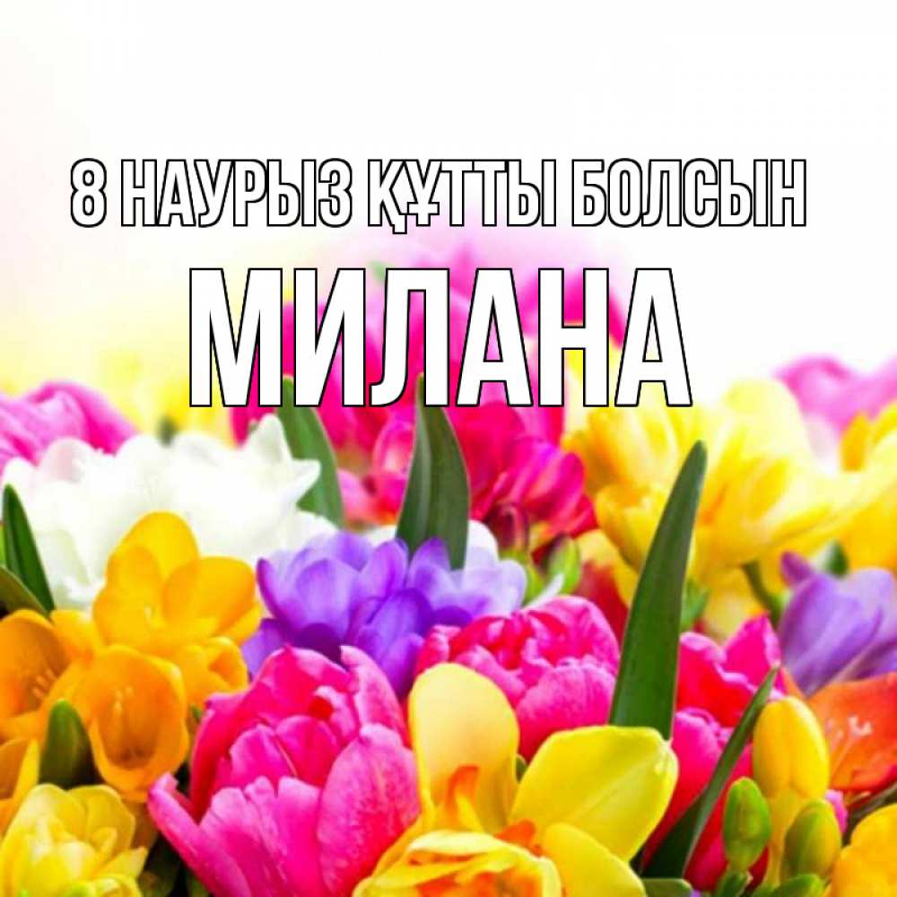 Күн сайын ашық хат с именем, Милана 8 наурыз құтты болсын тюльпаны Онлайн тегін жүктеп алу тілектері бар керемет карта 