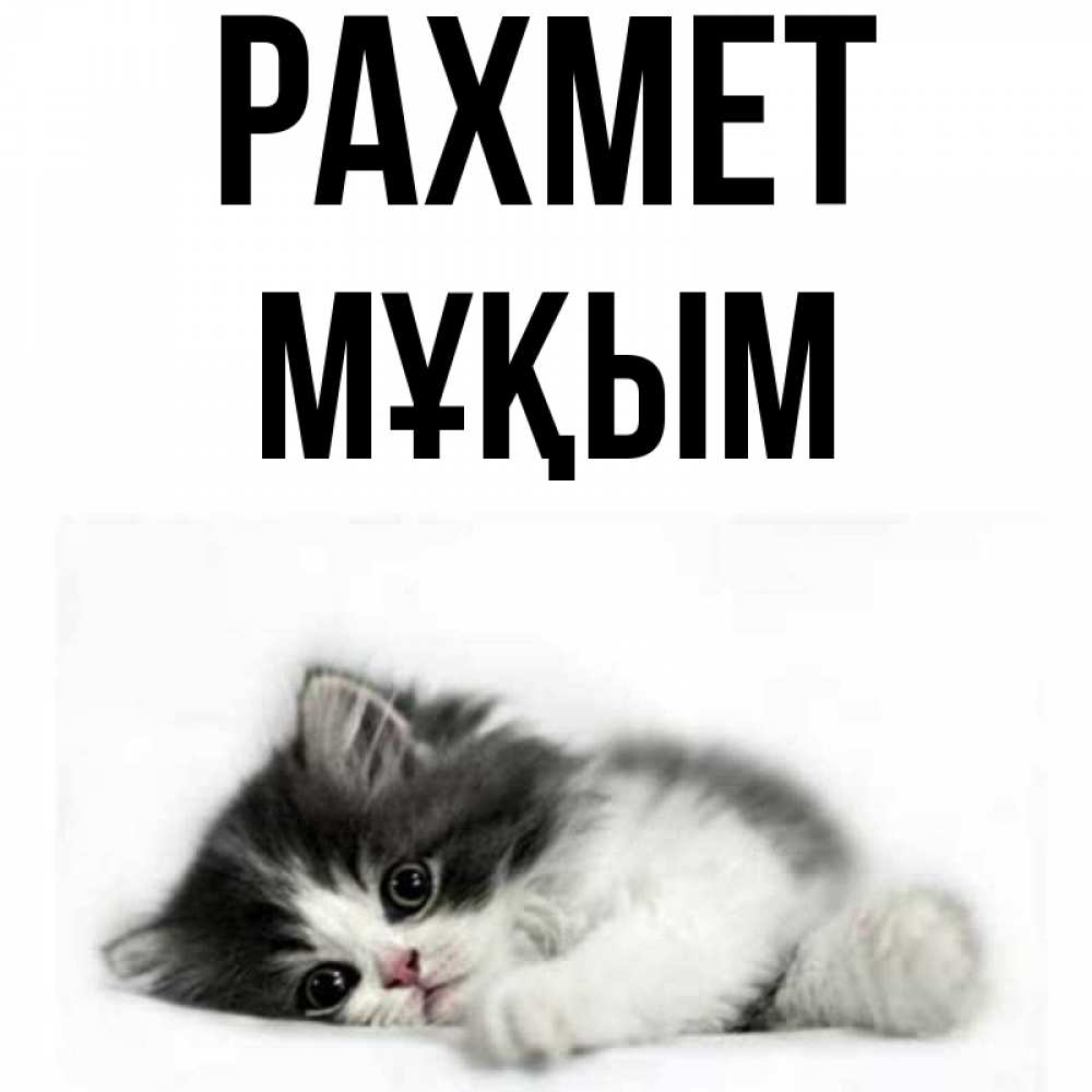 Күн сайын ашық хат с именем, МҰҚЫМ рахмет черный и белый кот Онлайн тегін жүктеп алу тілектері бар керемет карта 