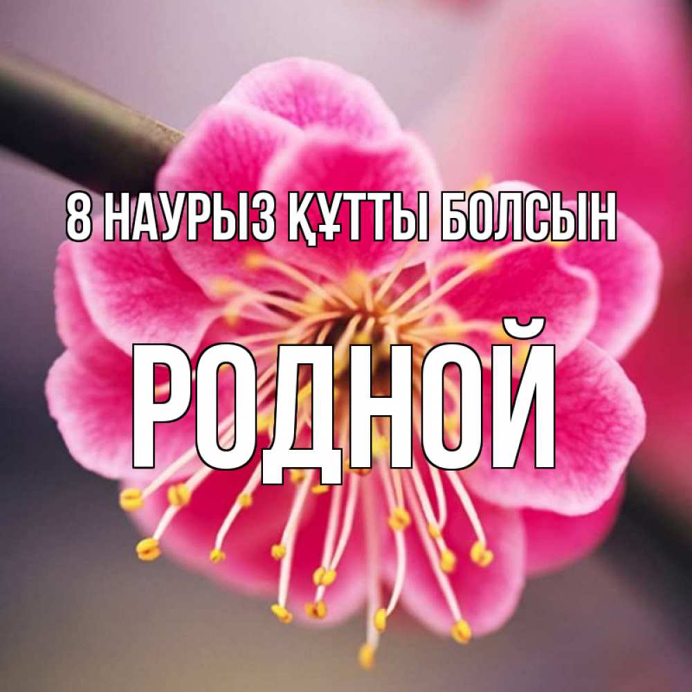 Күн сайын ашық хат с именем, Родной 8 наурыз құтты болсын цветы Онлайн тегін жүктеп алу тілектері бар керемет карта 