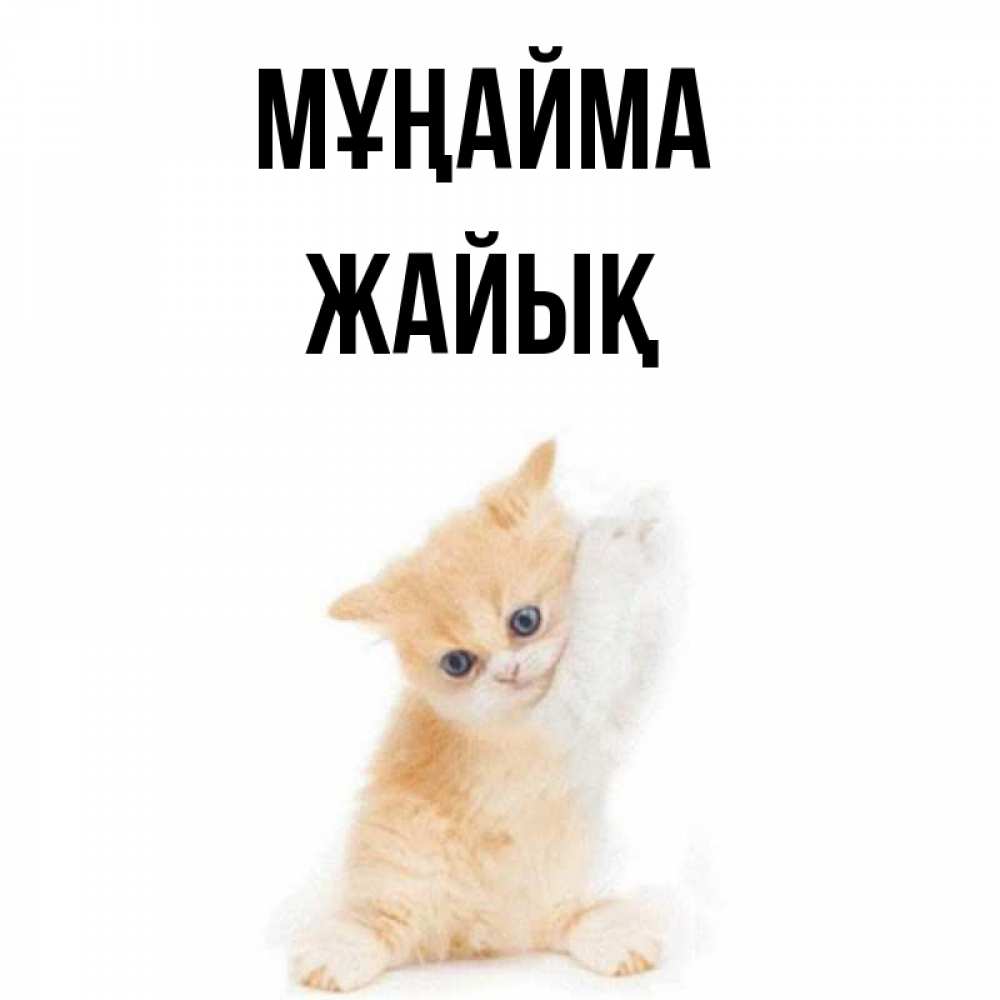 Күн сайын ашық хат с именем, Жайық Мұңайма просящий кот Онлайн тегін жүктеп алу тілектері бар керемет карта 