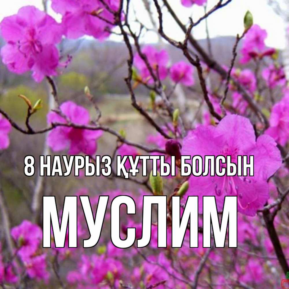 Күн сайын ашық хат с именем, Муслим 8 наурыз құтты болсын международный женский день Онлайн тегін жүктеп алу тілектері бар керемет карта 