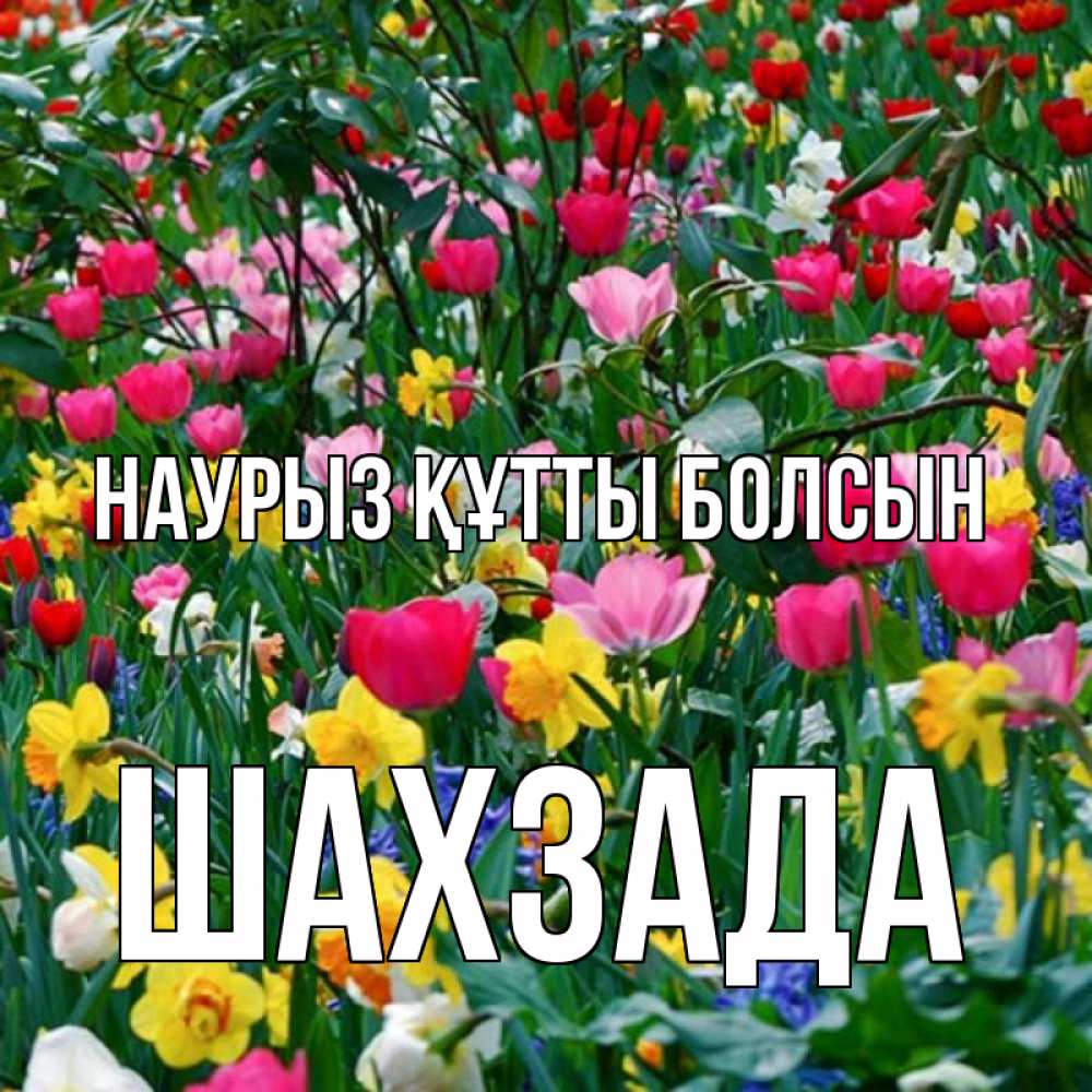 Күн сайын ашық хат с именем, ШАХЗАДА Наурыз құтты болсын с наурызом поздравления для женщины Онлайн тегін жүктеп алу тілектері бар керемет карта 