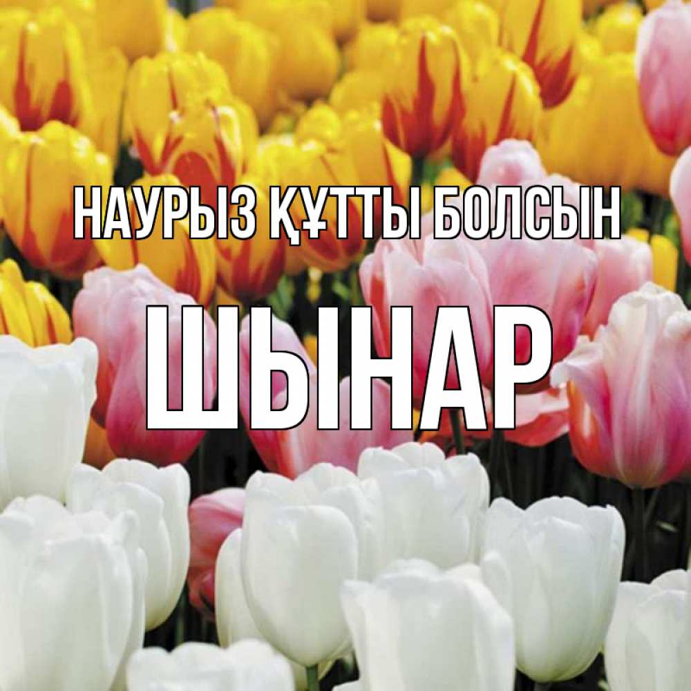 Күн сайын ашық хат с именем, ШЫНАР Наурыз құтты болсын разноцветные цветы Онлайн тегін жүктеп алу тілектері бар керемет карта 