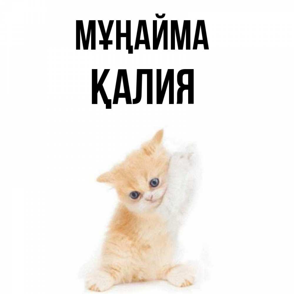 Күн сайын ашық хат с именем, ҚАЛИЯ Мұңайма просящий кот Онлайн тегін жүктеп алу тілектері бар керемет карта 