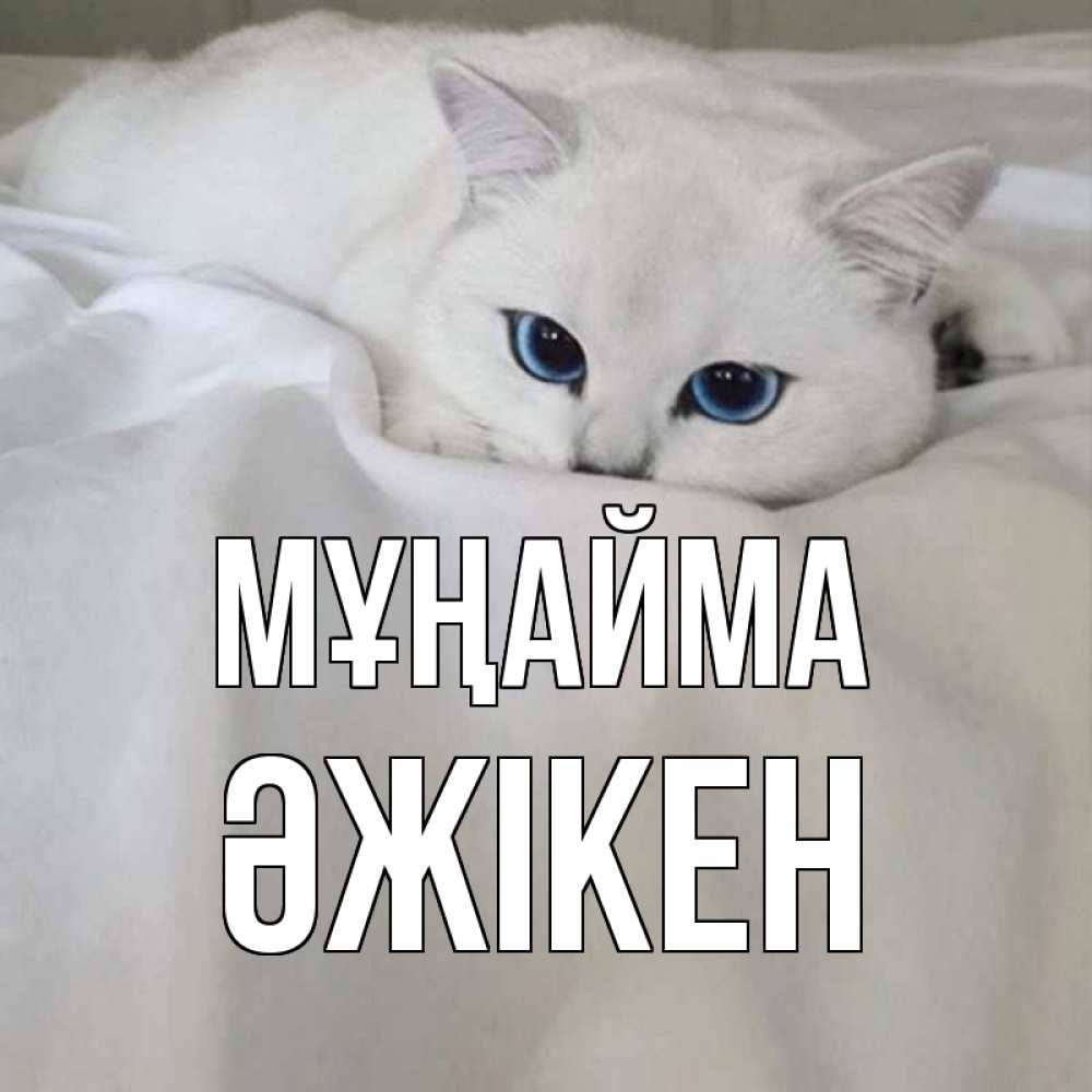 Күн сайын ашық хат с именем, Әжікен Мұңайма белый кот с голубыми глазами на белоснежной кровати Онлайн тегін жүктеп алу тілектері бар керемет карта 