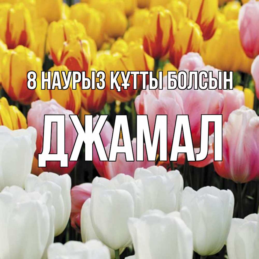 Күн сайын ашық хат с именем, Джамал 8 наурыз құтты болсын разноцветные цветы Онлайн тегін жүктеп алу тілектері бар керемет карта 