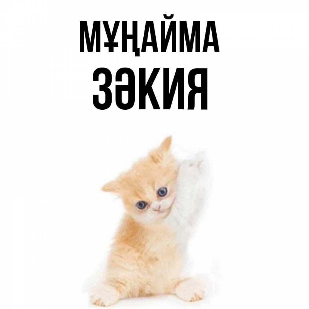 Күн сайын ашық хат с именем, ЗӘКИЯ Мұңайма просящий кот Онлайн тегін жүктеп алу тілектері бар керемет карта 