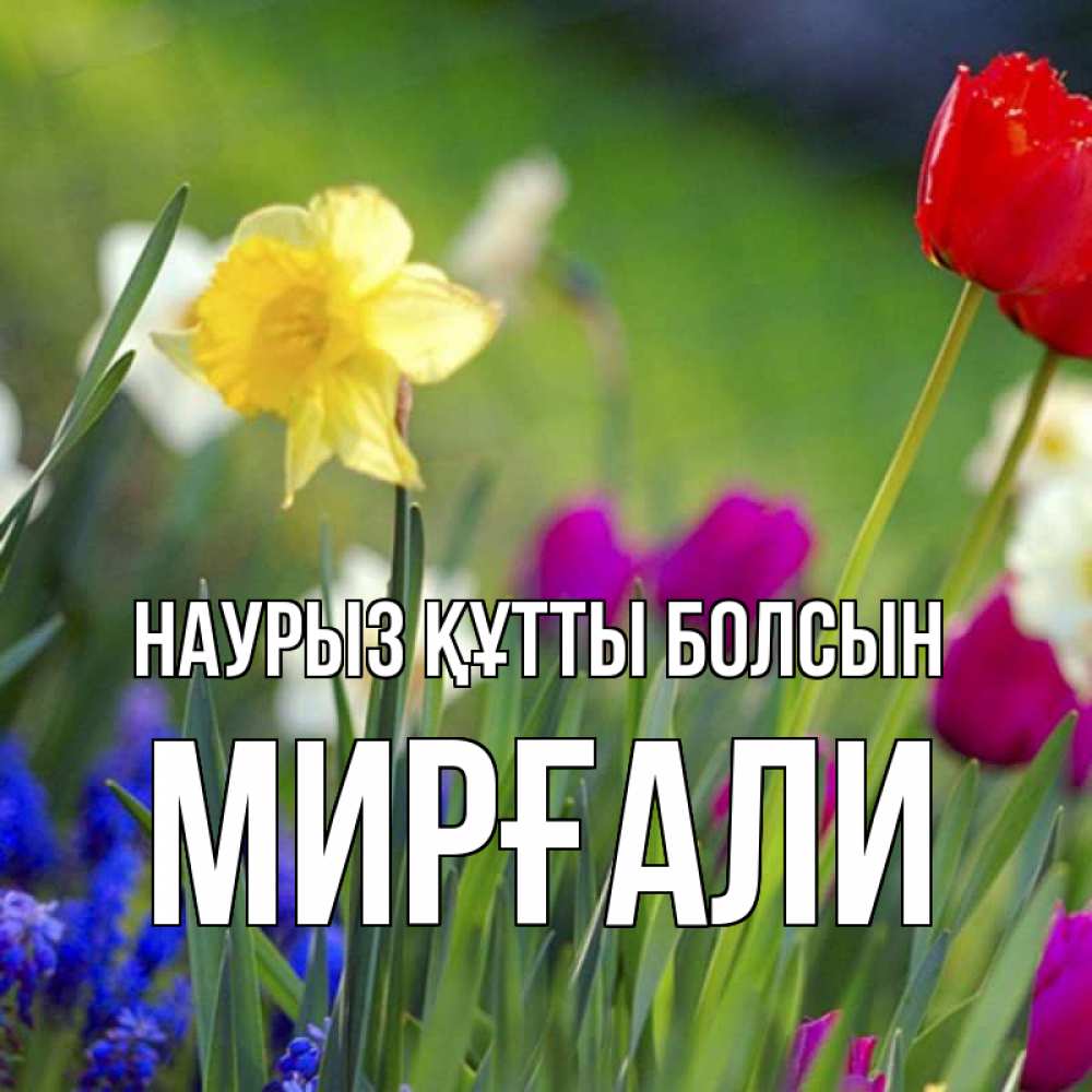 Күн сайын ашық хат с именем, МИРҒАЛИ Наурыз құтты болсын наурыз  3 открытки Онлайн тегін жүктеп алу тілектері бар керемет карта 