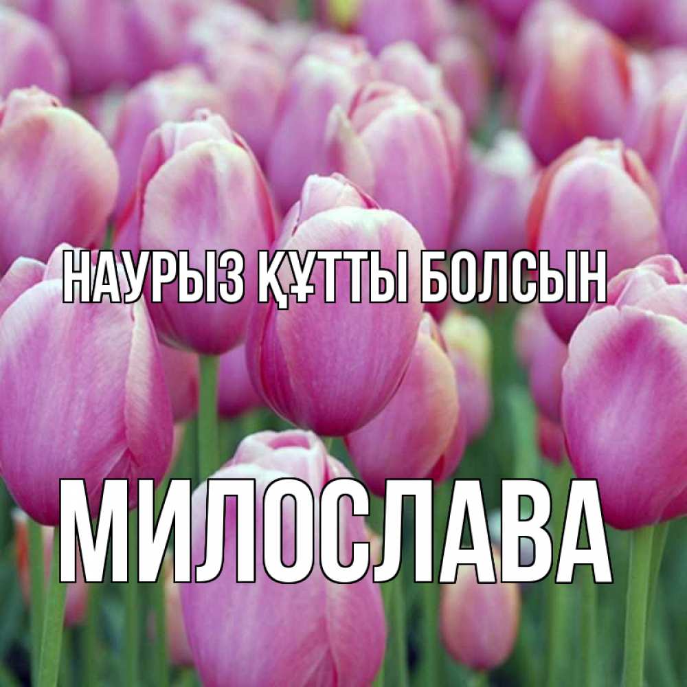 Күн сайын ашық хат с именем, Милослава Наурыз құтты болсын на наурыз  день 3 Онлайн тегін жүктеп алу тілектері бар керемет карта 
