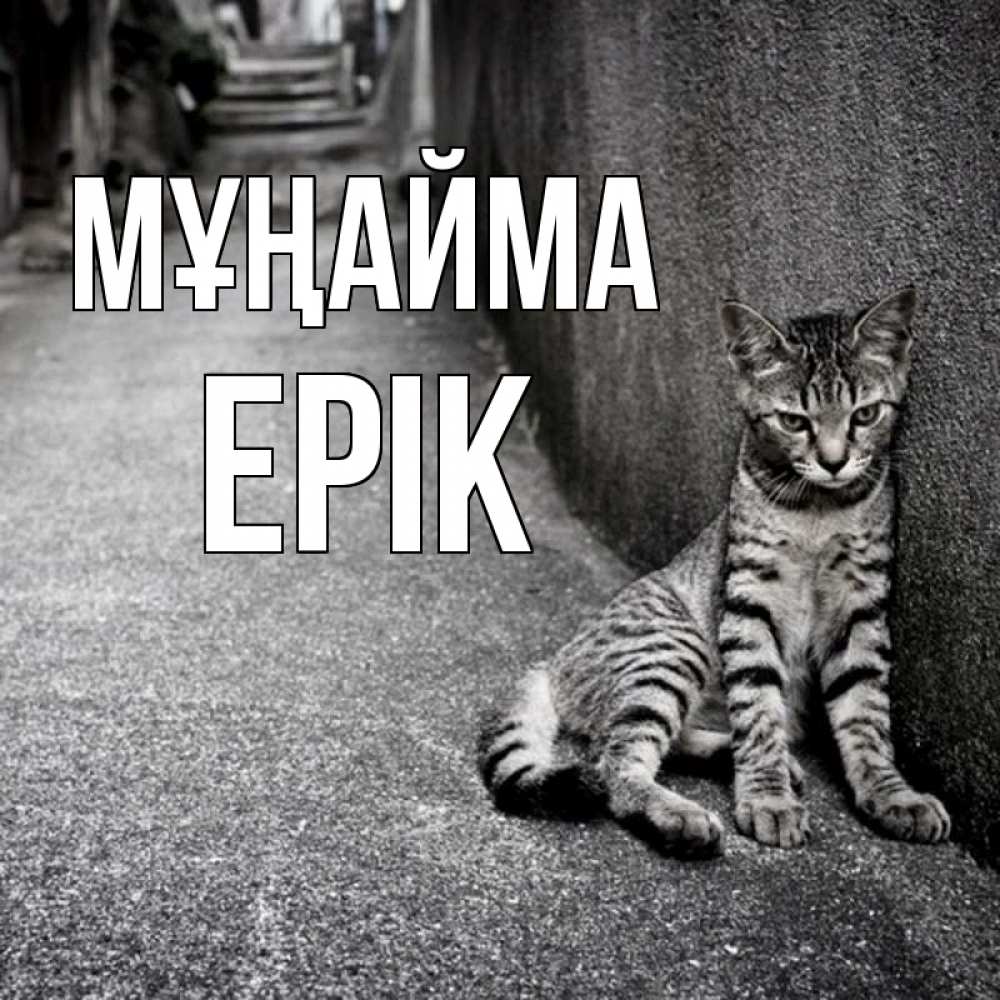 Күн сайын ашық хат с именем, Ерік Мұңайма скучающий котик Онлайн тегін жүктеп алу тілектері бар керемет карта 