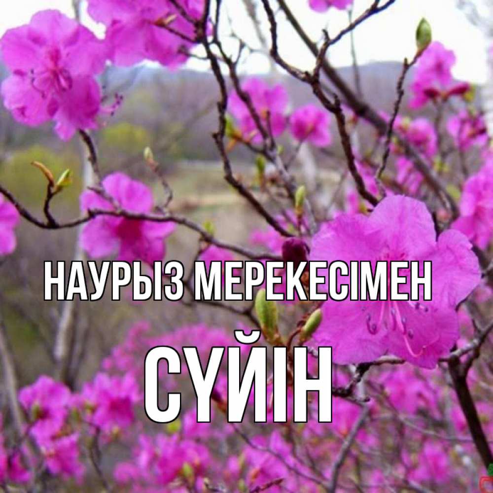 Күн сайын ашық хат с именем, СҮЙІН Наурыз мерекесімен праздник весны наурыз Онлайн тегін жүктеп алу тілектері бар керемет карта 