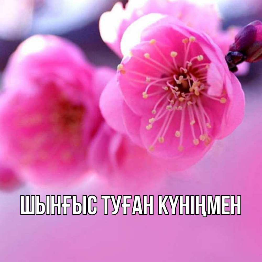 Картинка  с именем , ШЫНҒЫС! ТУҒАН КҮНІҢМЕН!