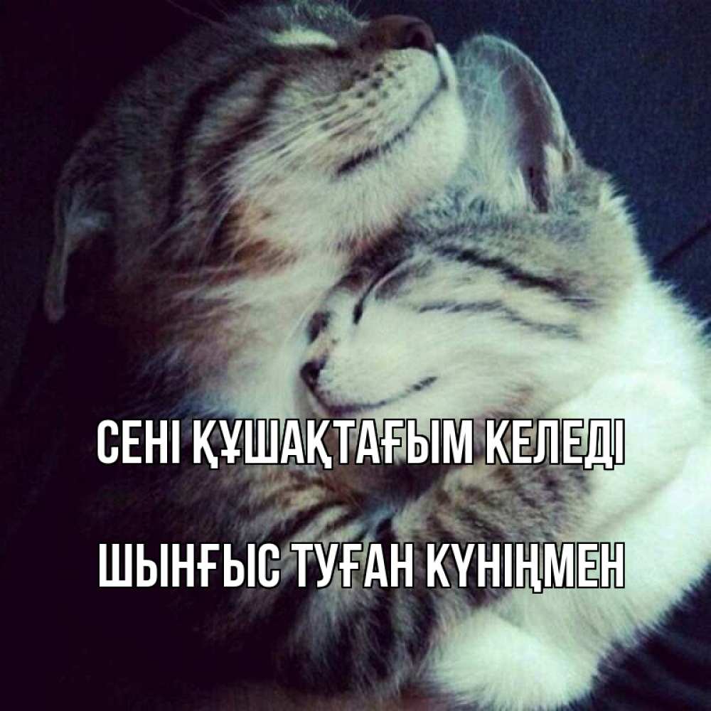Картинка сені құшақтағым келеді, ШЫНҒЫС! ТУҒАН КҮНІҢМЕН!