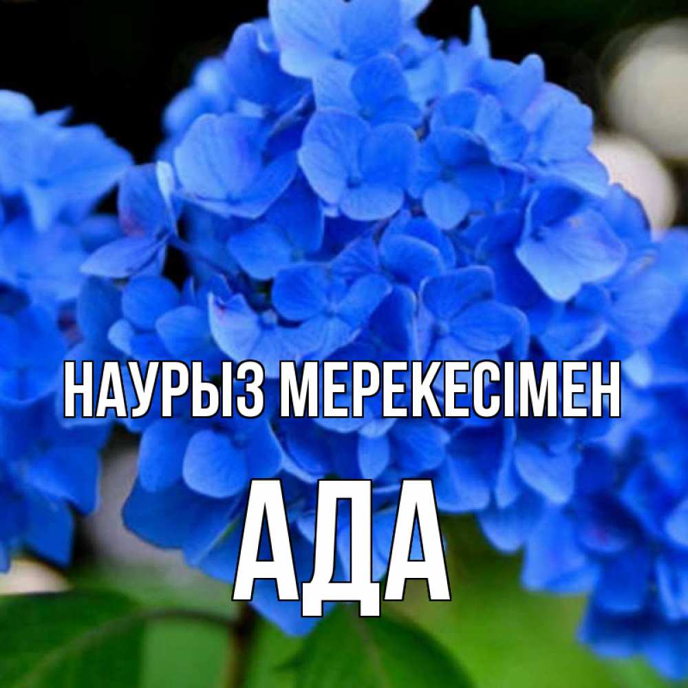 Күн сайын ашық хат с именем, Ада Наурыз мерекесімен синие цветы Онлайн тегін жүктеп алу тілектері бар керемет карта 