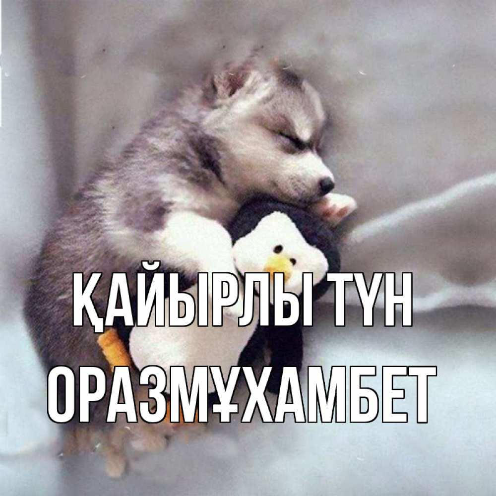 Күн сайын ашық хат с именем, ОРАЗМҰХАМБЕТ Қайырлы түн обнимашки щенка и пингвина Онлайн тегін жүктеп алу тілектері бар керемет карта 