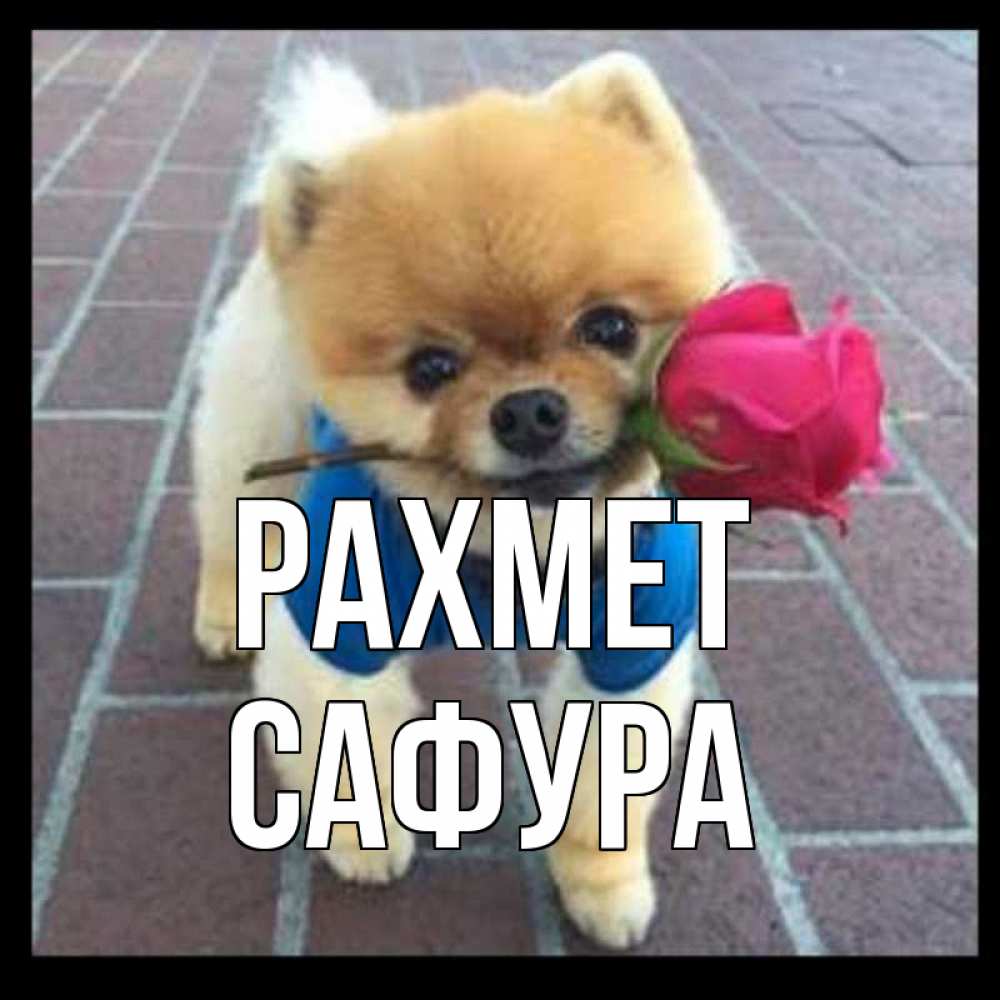 Күн сайын ашық хат с именем, САФУРА рахмет спасибо и дарю тебе цветок Онлайн тегін жүктеп алу тілектері бар керемет карта 