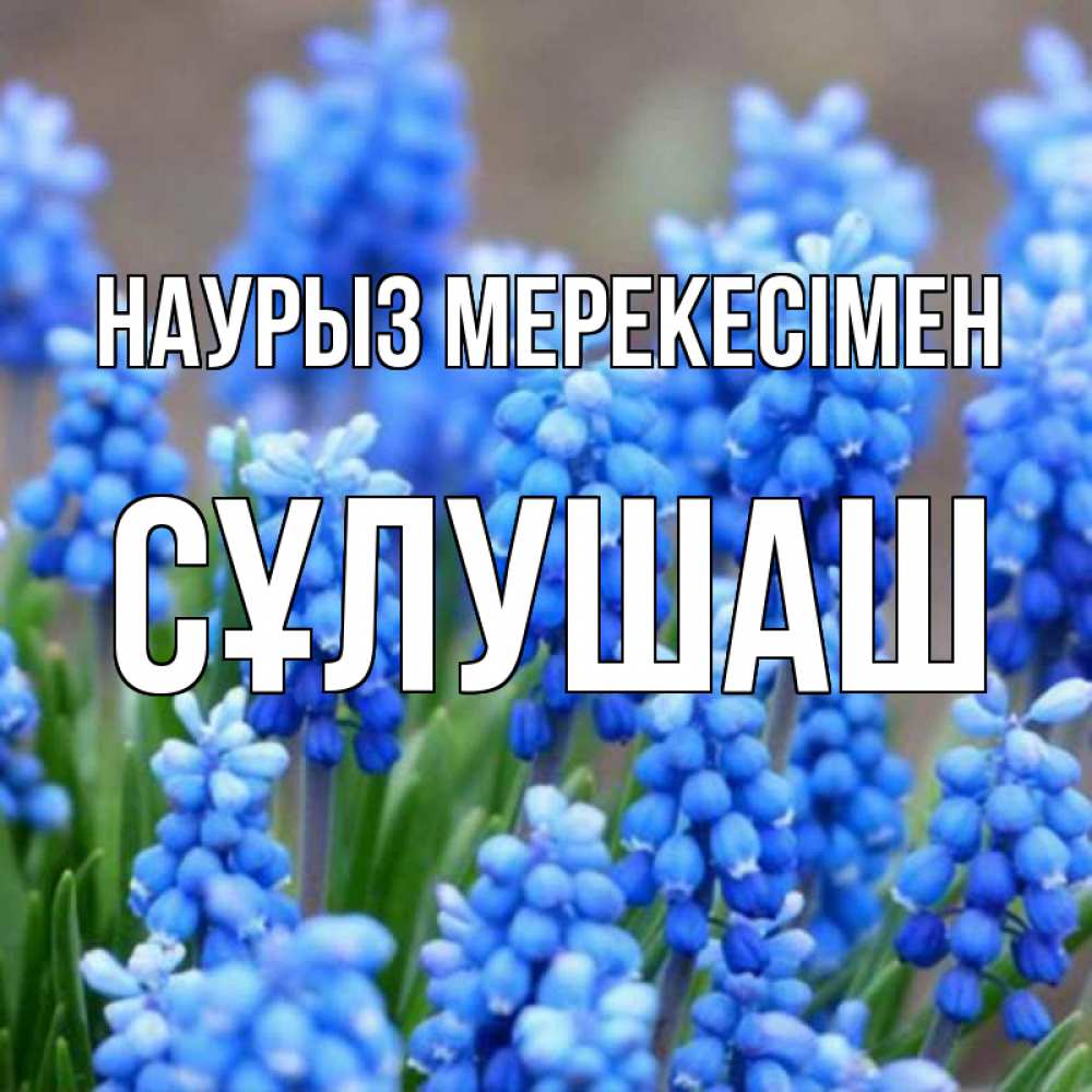 Күн сайын ашық хат с именем, СҰЛУШАШ Наурыз мерекесімен Поздравительная открытка для женщин с цветами на праздничную дату Онлайн тегін жүктеп алу тілектері бар керемет карта 